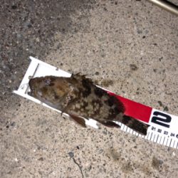 久々のタケノコメバルさん