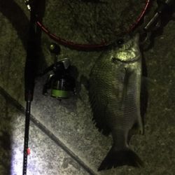 チニング1時間一本勝負