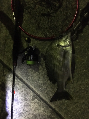 チニング1時間一本勝負