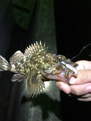 ガシラタケノコガシラガシラ