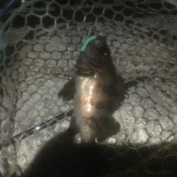 メバリングに取り憑かれて