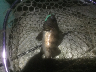 メバリングに取り憑かれて