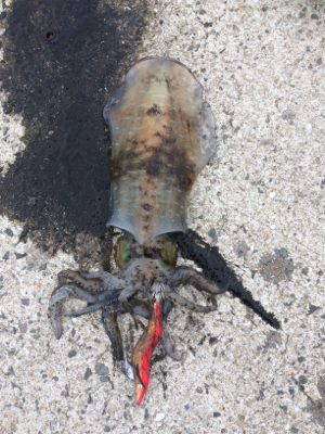 大島でエギング