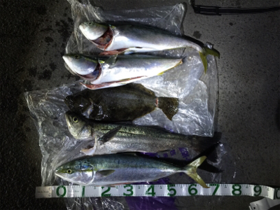 大漁！！！ブリヒラメシーバス