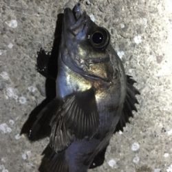 満潮までの上げ潮でメバリング