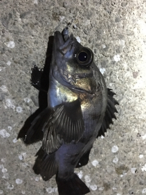 満潮までの上げ潮でメバリング