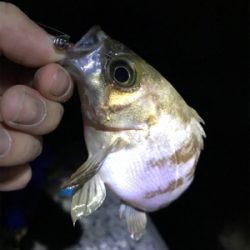 いるのに釣れない