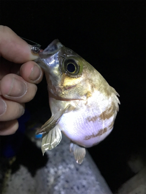 いるのに釣れない