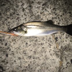 バチ抜け未だか？