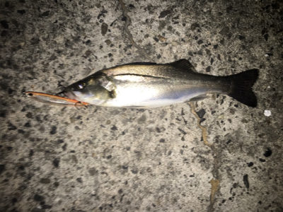 バチ抜け未だか？