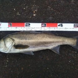 阿南市の辰巳でシーバス