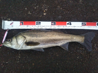 阿南市の辰巳でシーバス