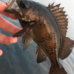 またもやポイント一人勝ち(笑)(釣行 其の拾六)