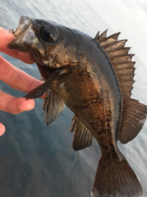 またもやポイント一人勝ち(笑)(釣行 其の…