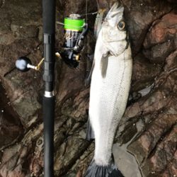 久々にヒラスズキ