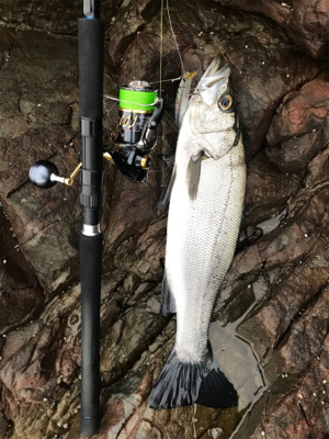 久々にヒラスズキ