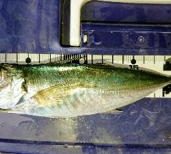 サビキでゴーゴー