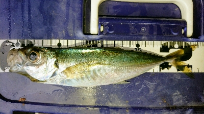 サビキでゴーゴー