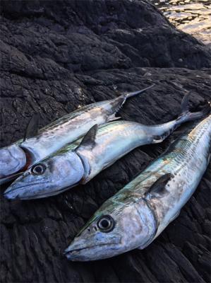 今年 初 舞鶴！