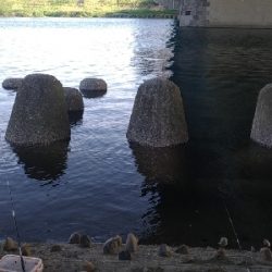 多摩川テナガエビ調査釣行2