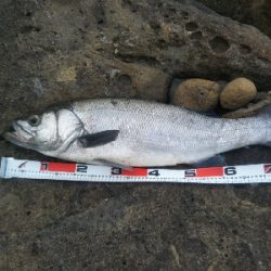 ランカーヒラスズキ