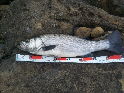 ランカーヒラスズキ