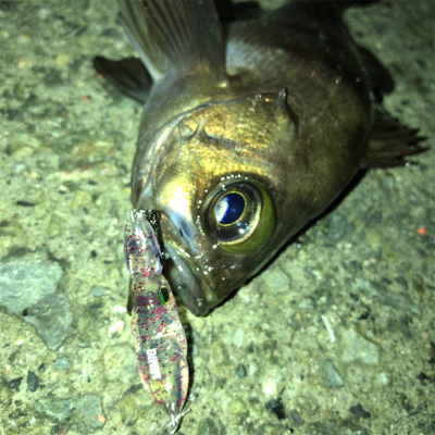 雨上がりのメバリング