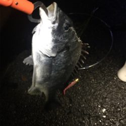 キビレゲット！