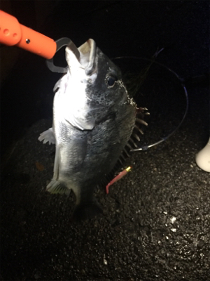 キビレゲット！