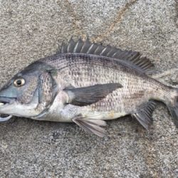 風が強い中おチヌさん釣れた