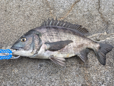 風が強い中おチヌさん釣れた