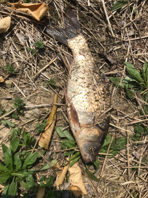 のんびりフナ釣り