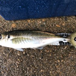 久しぶりの餌釣り