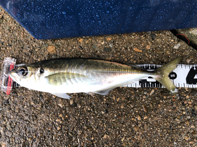 久しぶりの餌釣り