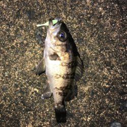 朝から夜まで釣りをする。