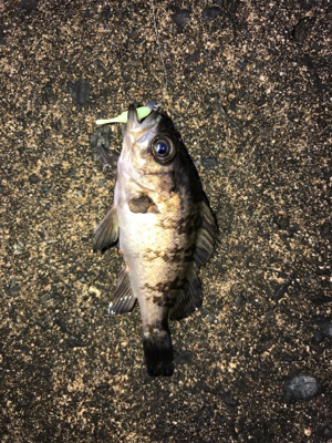 朝から夜まで釣りをする。