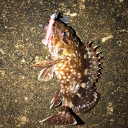 夜明けくらいから釣りをする。