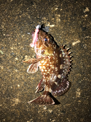 夜明けくらいから釣りをする。