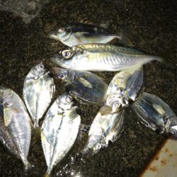 ジャボならずアジ1匹