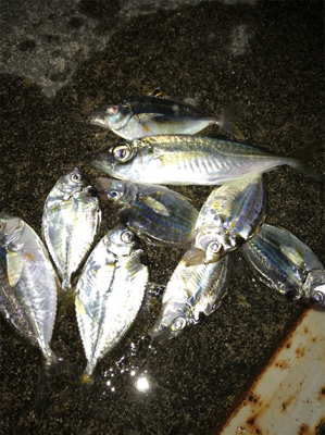 ジャボならずアジ1匹