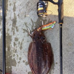 人生初のエギング