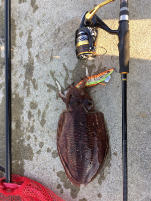 人生初のエギング