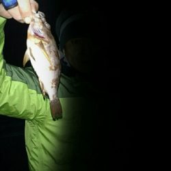 メバルマスター230