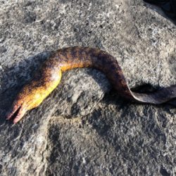 まさかのヤツが。。。