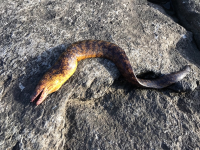 まさかのヤツが。。。