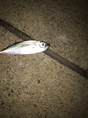 暴風雨アジング