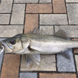 寒く渋いなかハネゲット！