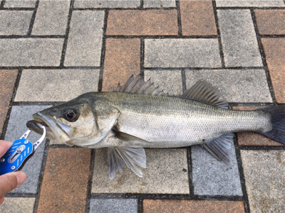 寒く渋いなかハネゲット！