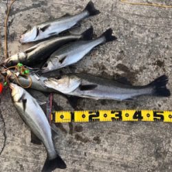 エビ撒き 好釣‼︎