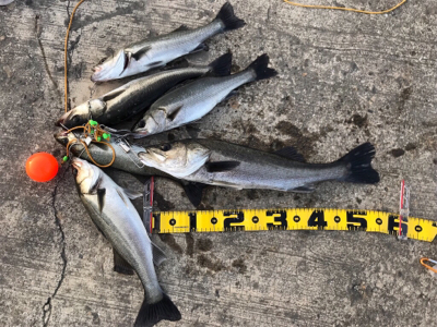 エビ撒き 好釣‼︎